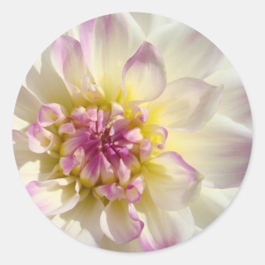stickers Rose rose floral blanc Dahlia Fleurs pers (Devant)