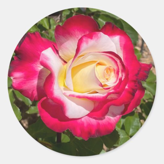 Stickers Rose rouge et jaune (Devant)