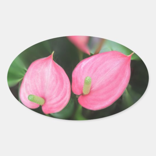 Stickers - Roze tweeling van het Anthurium (Voorkant)