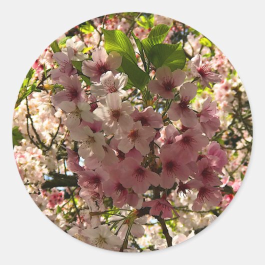 Stickers Sakura Cherry Blossom #3 (Devant)