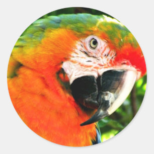 Stickers Scarlet Macaw