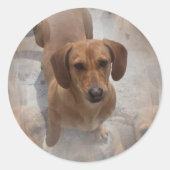 Stickers Secourt Dachshund (Devant)