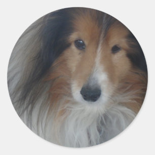 Stickers Shetland Sheepdog