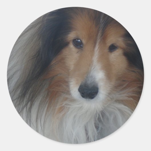 Stickers Shetland Sheepdog (Devant)