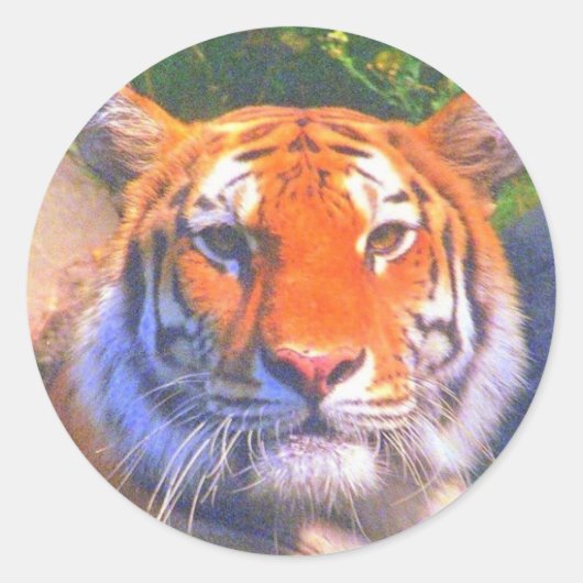 Stickers Sibériens Tiger (Devant)