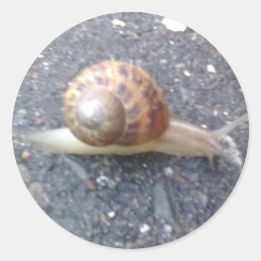 Stickers Snail (Devant)