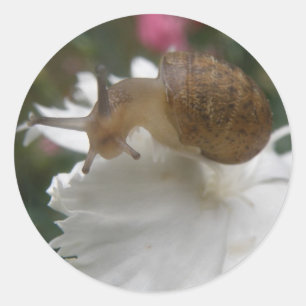 Stickers Snail et Carnation Blanche
