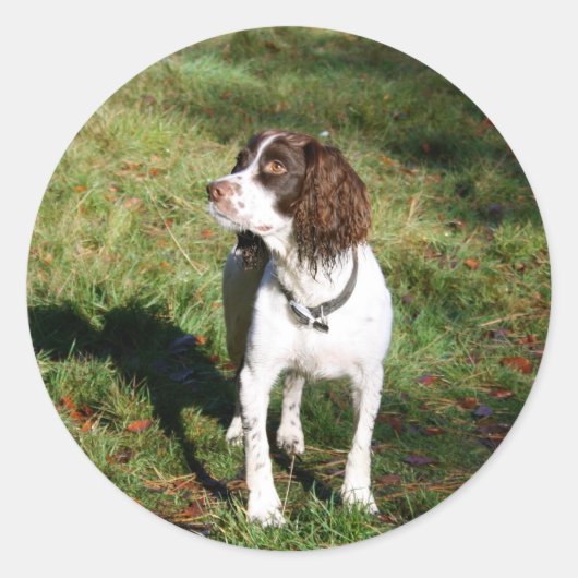 Stickers Springer Spaniel Chien (Devant)