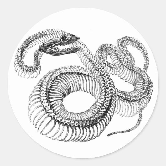 Stickers Squelette Serpent (Devant)