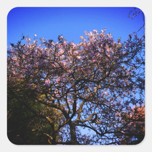 Stickers Star Magnolia (Devant)