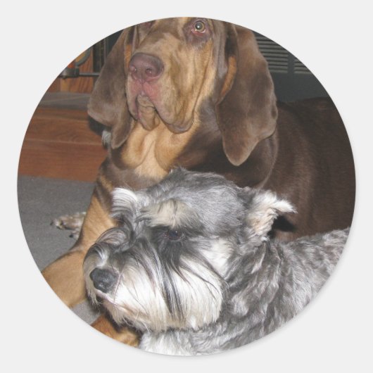 Stickers Stickers Soundhound et Schnauzer Miniatur (Devant)