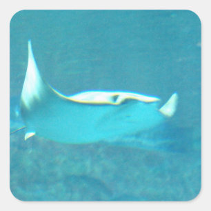 Stickers Stingray