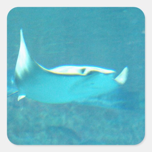 Stickers Stingray (Devant)