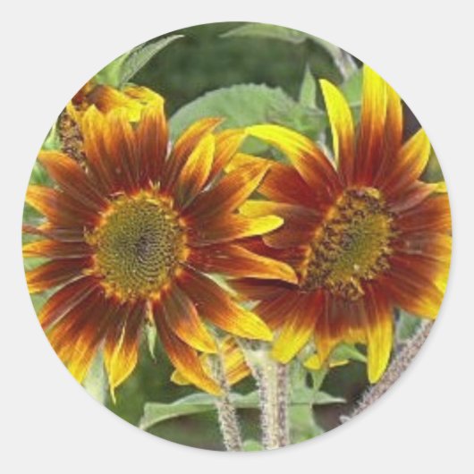 Stickers SunFlower Duo (Devant)