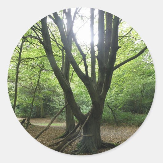 Stickers Sunshine Woodland (Devant)