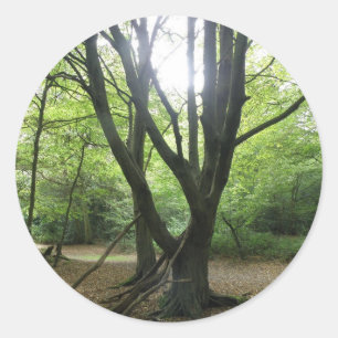 Stickers Sunshine Woodland