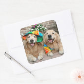 Stickers Super Golden Retriever (Enveloppe)