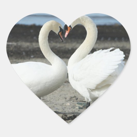 Stickers Swan Love (Devant)