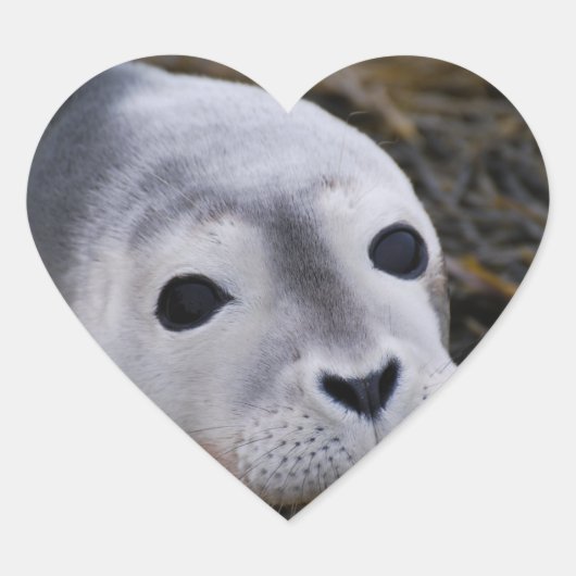 Stickers Sweet Baby Seal (Devant)