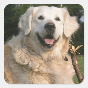 Stickers Sweet Golden Retriever