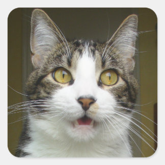 Stickers Syrus Shocked 0001