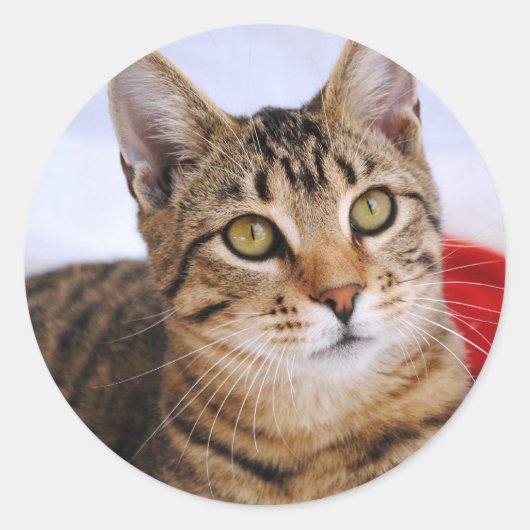 Stickers Tabby Cat (Devant)