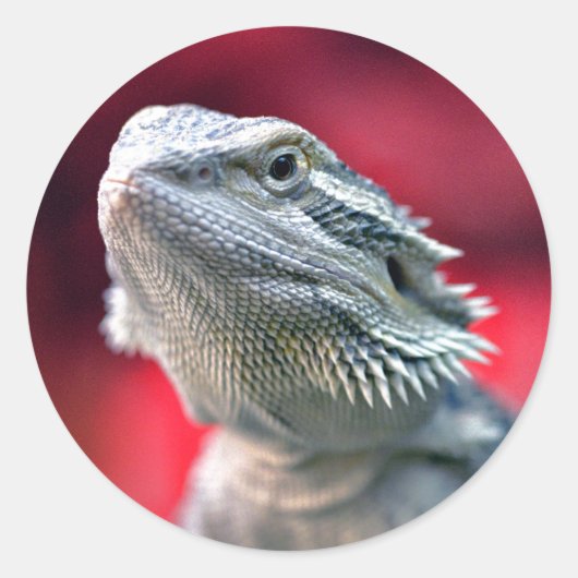 Stickers Tête Dragon (Devant)