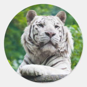 stickers Tiger blanc