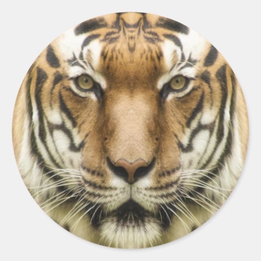 stickers Tiger Close Up (Devant)