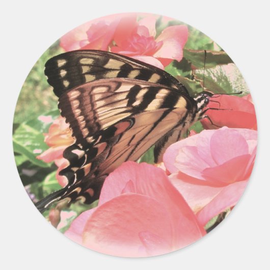 Stickers Tiger Swallowtail (Devant)