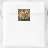 stickers tigre (Sac)
