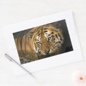 stickers tigre (Enveloppe)