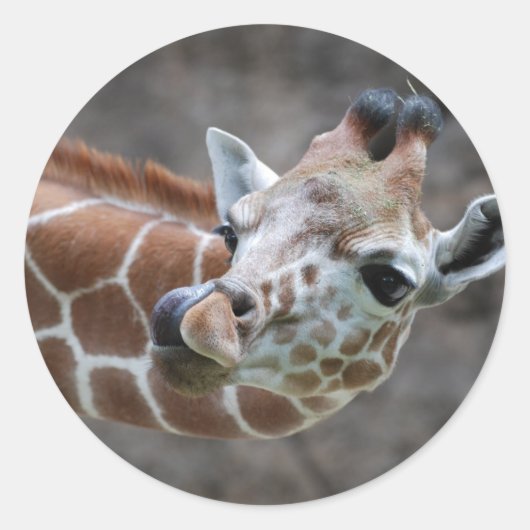 Stickers Tongue Girafe (Devant)