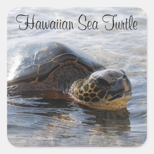 Stickers Tortue de mer d'Hawaï (Devant)