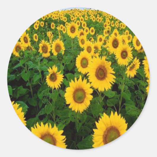 Stickers Tournesol (Devant)