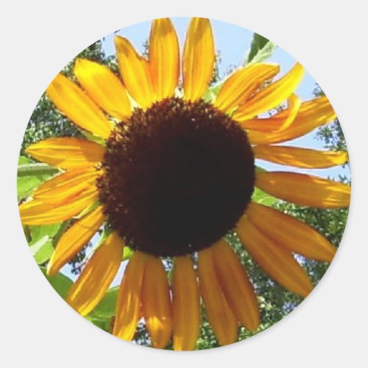 Stickers Tournesol (Devant)