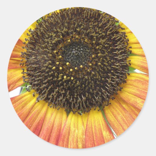 Stickers Tournesol orange (Devant)
