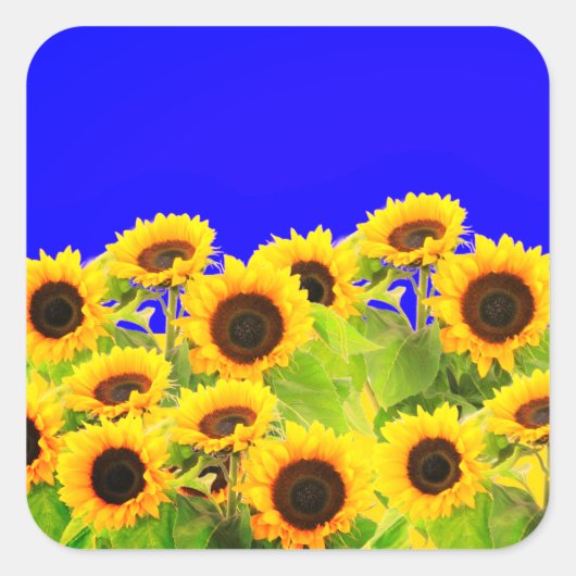 Stickers Tournesol Ukraine Drapeaux couleurs - Lib (Devant)