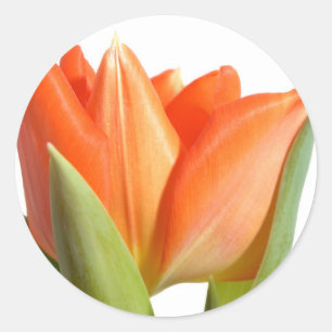 Stickers Tulip