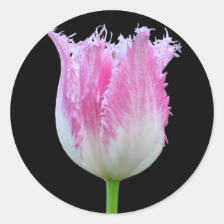 Stickers Tulipe à franges roses