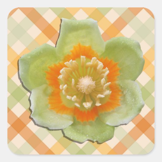 Stickers - Tulipe peuplier Tulipe sur les chèques (Devant)