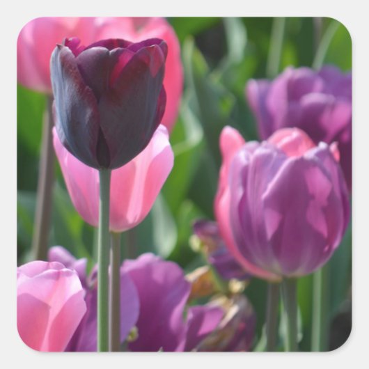 Stickers Tulipe rose et violet (Devant)
