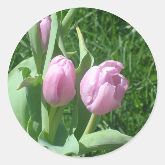 Stickers Tulipes roses (Devant)