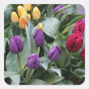 Stickers Tulipes rouges, jaunes et violettes