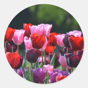 Stickers Tulips