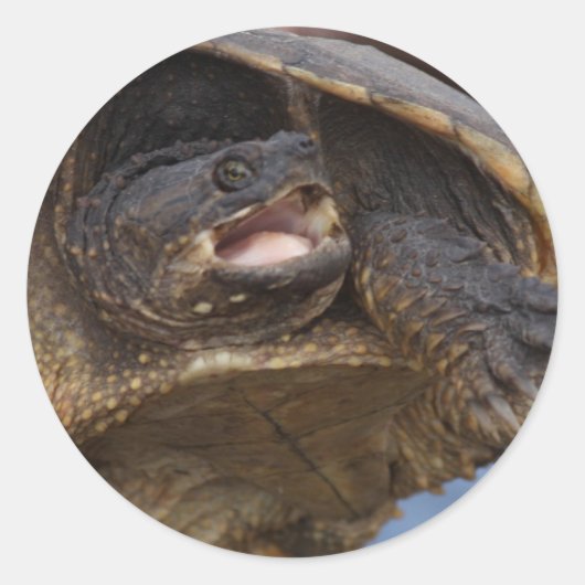 Stickers Turtle Snapping (Devant)