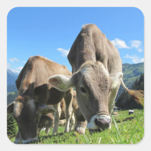 Stickers Vache