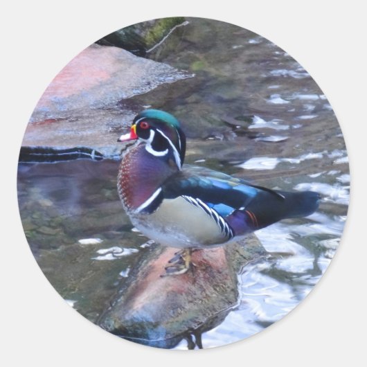 Stickers van de Hout Duck #3 (Voorkant)
