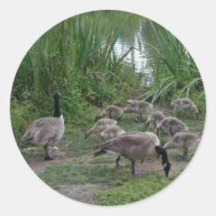 Stickers van ganzen en van goslings
