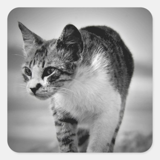 stickers van katten zoeken (Voorkant)